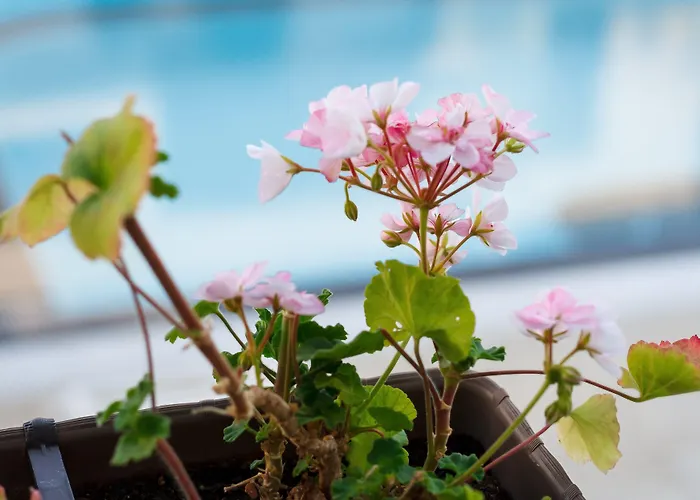 New Line Village Slăntjev Brjag