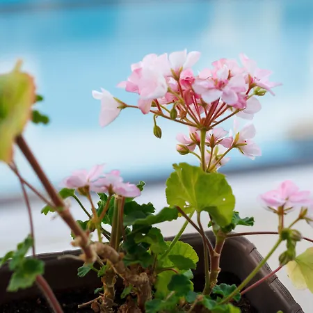 New Line Village ساني بيتش